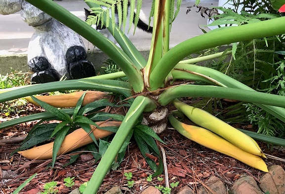 72219 Figure 2 Philodendron with flower buds Photo Debbie Mathiesonjpg